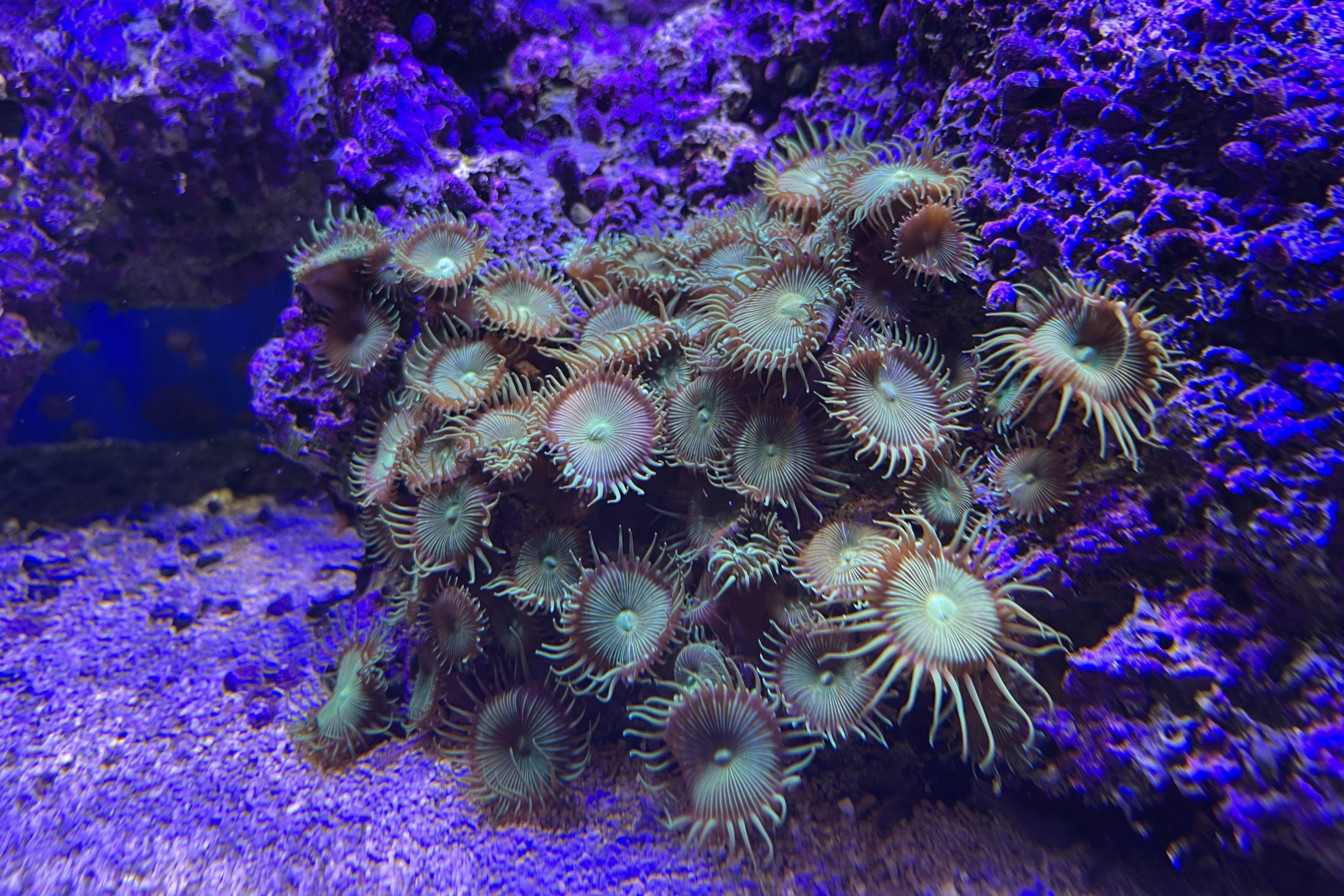 invertebrados marinos