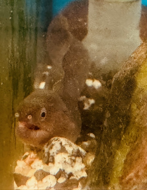 Pez morena agua dulce