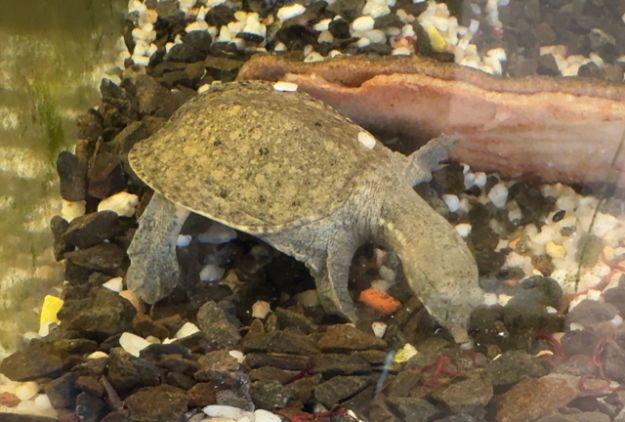 Galapago asiatico, completamente acuatico